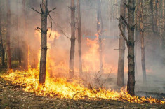 mancano-i-fondi-e-la-volonta-di-attuare-un-piano-di-prevenzione-incendi-in-sicilia-1